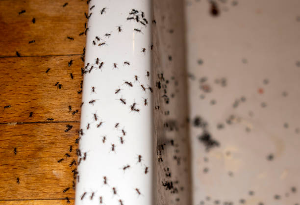 Best Affordable Exterminators  in Mead, CO