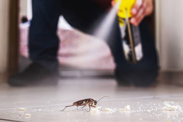 Best Affordable Pest Control Services  in Mead, CO