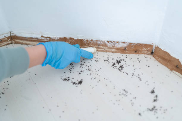 Best Cockroach Control Services  in Mead, CO